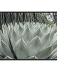 Agave II - Photography by Michael D-Avello