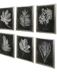 Foliage - Framed Prints (Set of 6) - Black