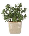 Crassula Jade - Accent Plant - Beige