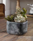 Alverio - Desert Garden Succulents - Pearl Silver
