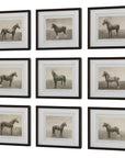 Equine Dynasty - Framed Prints (Set of 9)