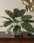 Peacock - Plant Accent - Green