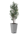 Sonora Olive - Tree In Planter - Gray / Green