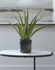 Tucson - Aloe Planter - Black