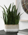 Sansera Snake - Accent Plant - Green