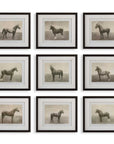 Equine Dynasty - Framed Prints (Set of 9)