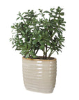 Crassula Jade - Accent Plant - Beige