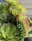 Mico - Indoor-Outdoor Succulent Centerpiece - Black,Green