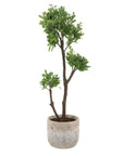 Arbor Strawberry - Tree - Brown / Green