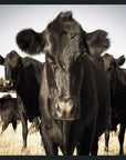Cow - 48" x 72" Photography - Black / Light Blue