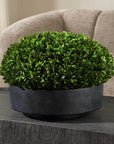 Verdana - Boxwood Centerpiece In Bowl - Gray / Green