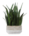 Sansera Snake - Accent Plant - Green